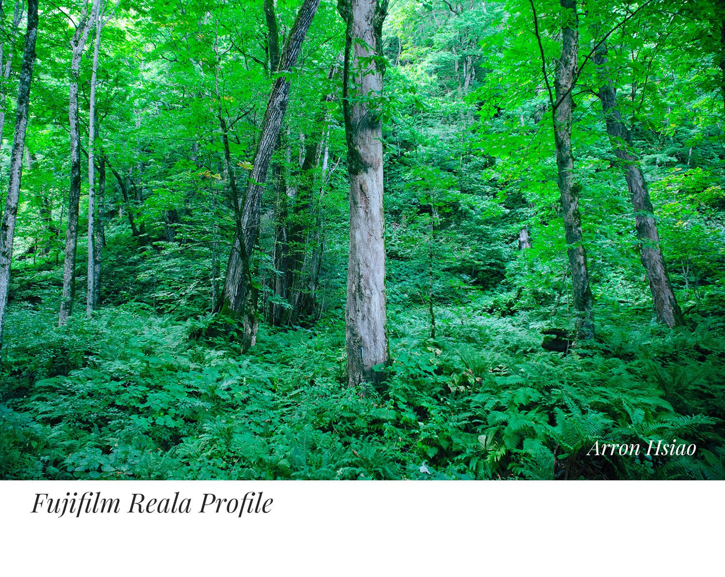 PerfeFilm Color Negative Films, Lightroom camera raw color profiles, licensed for one camera