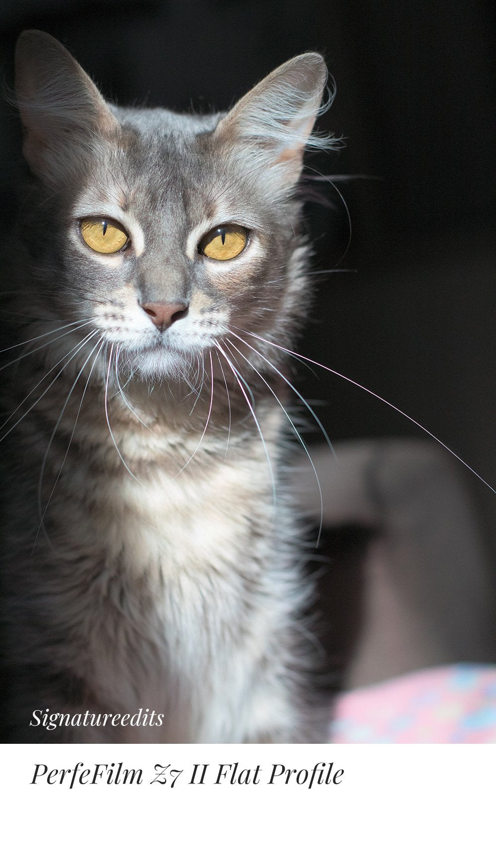 PerfeFilm Z7 II Lightroom camera raw color profiles, licensed for one camera. Simulate Nikon Z7 II color.