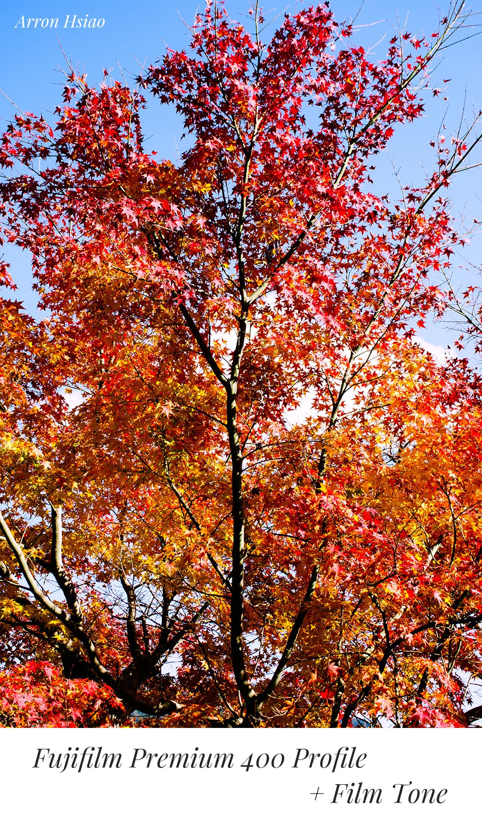 PerfeFilm Color Negative Films, Lightroom camera raw color profiles, licensed for one camera